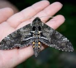 download tobacco hornworm moth